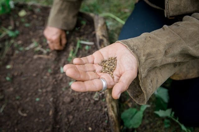hand holding seeds and other hand direct sowing in a garden bed
