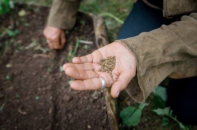 hand holding seeds and other hand direct sowing in a garden bed