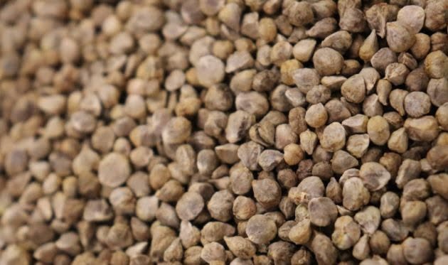 close up of spinach seeds