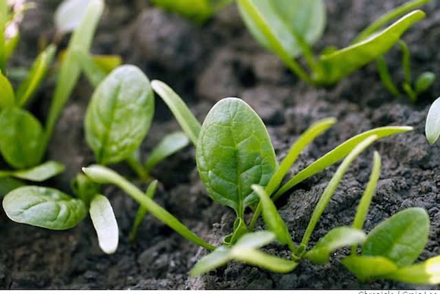 Spinach seedlings