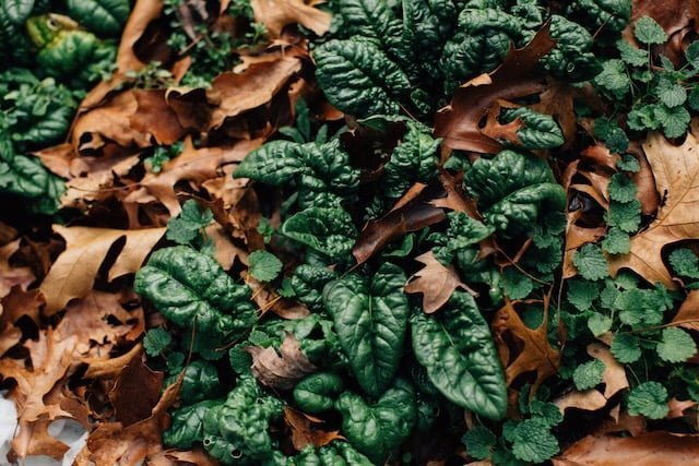 spinach with leaf mulch