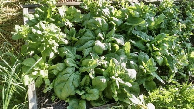 Spinach ready to harvest