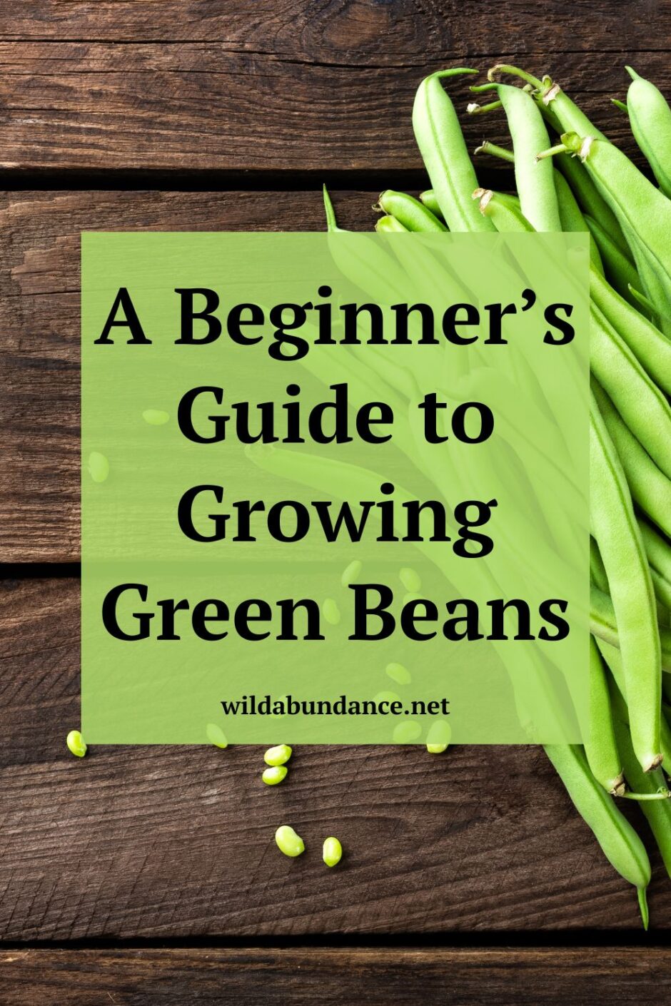 Text reads: A Beginner’s Guide to Growing Green Beans, photo behind is of green beans laying on a table