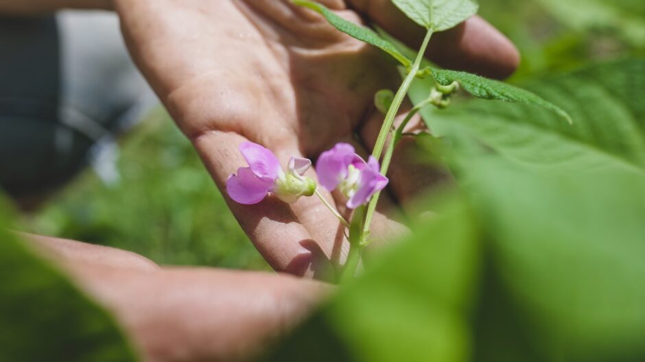 flowering green bean plant