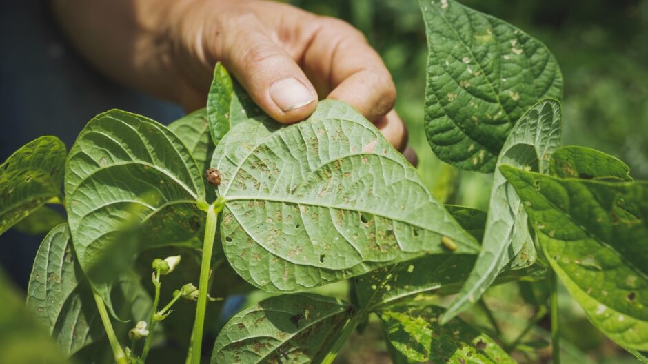 Mexican bean beetle on the back of a bean leaf