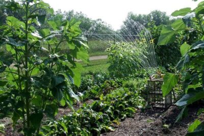 Overhead watering a garden with sprinklers