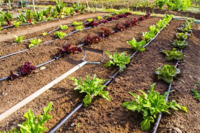Watering a garden with drip irrigation
