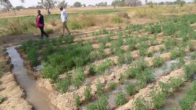 watering a garden with flood irrigation