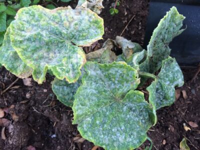 powdery mildew on squash leaves from watering a garden at the wrong time