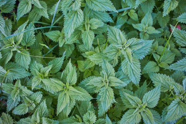 Nettles