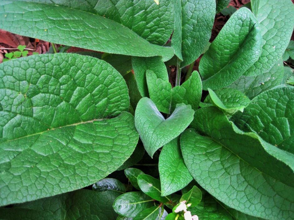 Comfrey