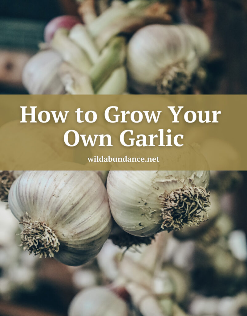 Text reads: How to grow your own garlic Photo background is of braided bulbs of garlic.
