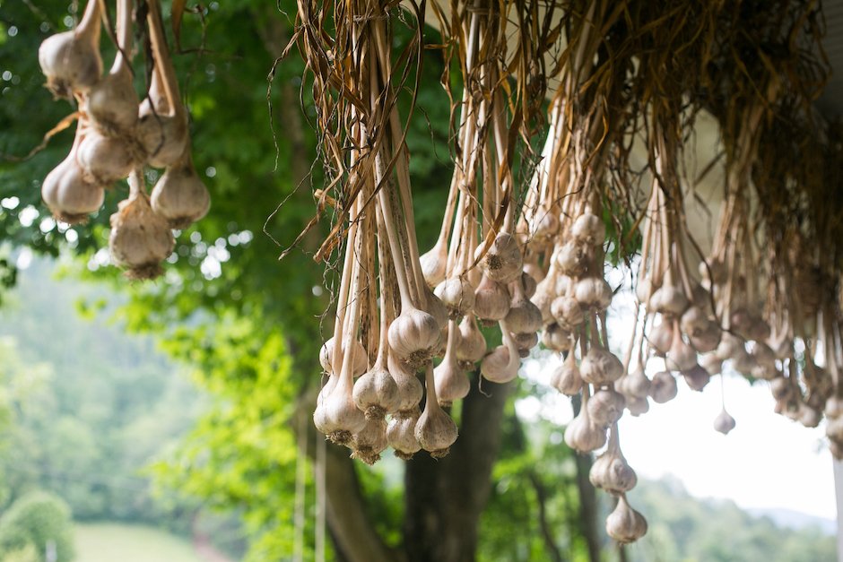 Garlic hanging to dry