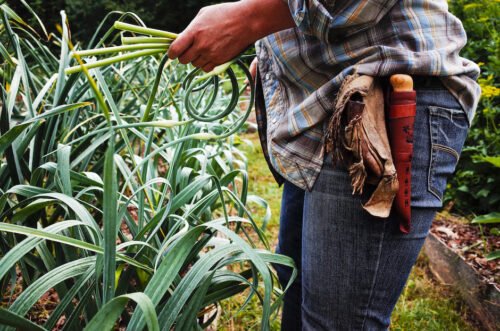 Woman harvesting Garlic scapes. She has a belt with a gardening knife around her waist.