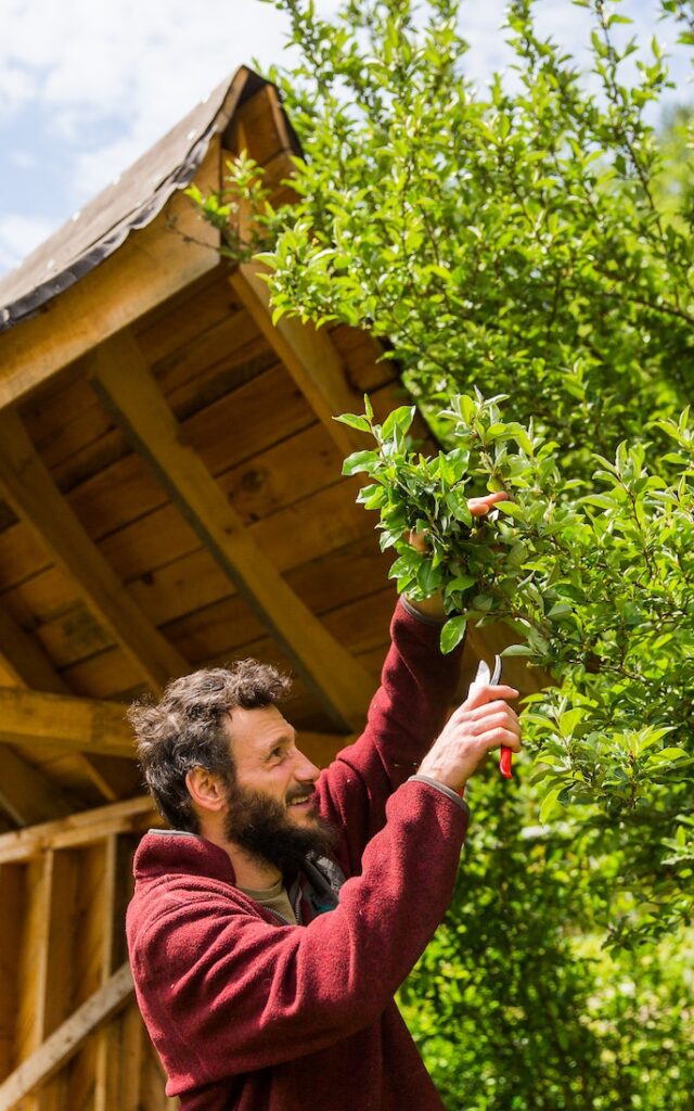 A man practices pruning fruit trees in a permaculture and gardening apprenticeship at Wild Abundance
