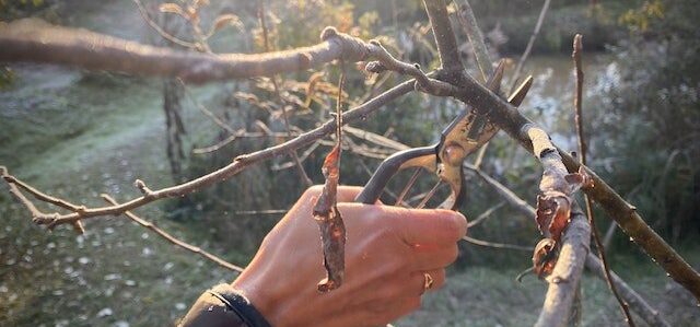 Hand pruning a tree during permaculture apprenticeship