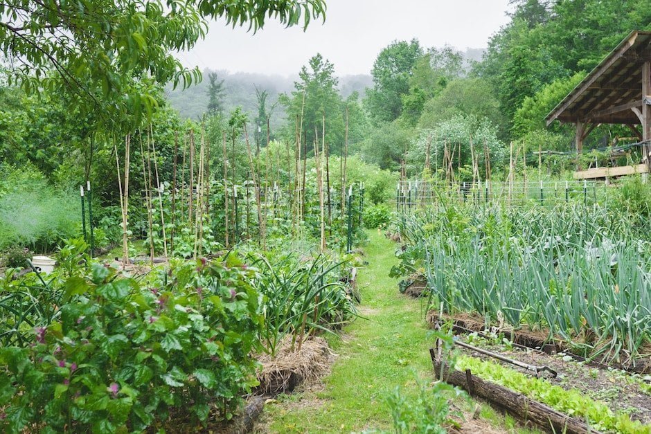 The garden and permaculture food forest in peak growing season at Wild Abundance
