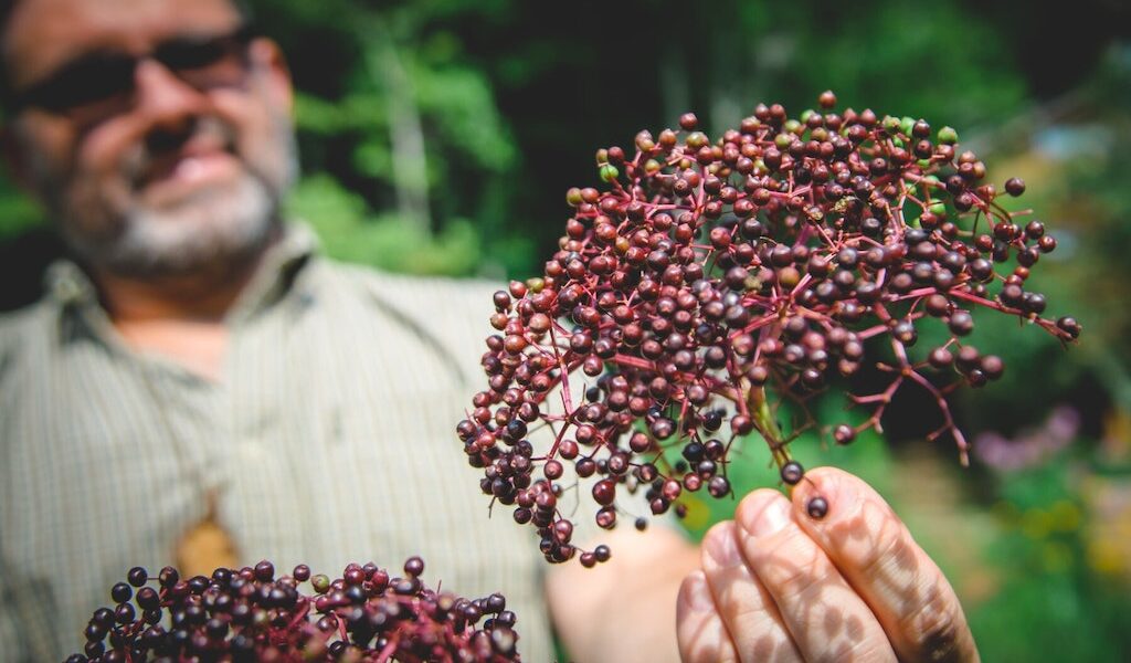 Adult male holding elderberry he just harvested as part of a gardening and permaculture apprenticeship program at Wild Abundance