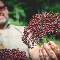 Adult male holding elderberry he just harvested as part of a gardening and permaculture apprenticeship program at Wild Abundance