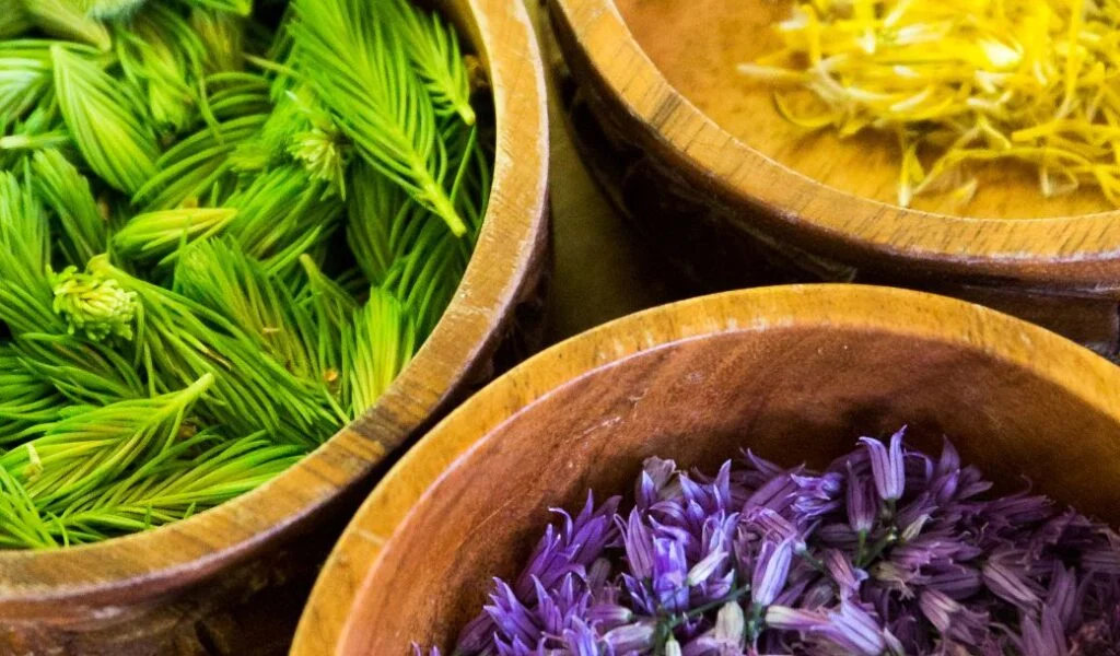 A closeup of foraged medicinal herbs after students have processed them into bowls for utilizing in making tinctures at a medicine-making class