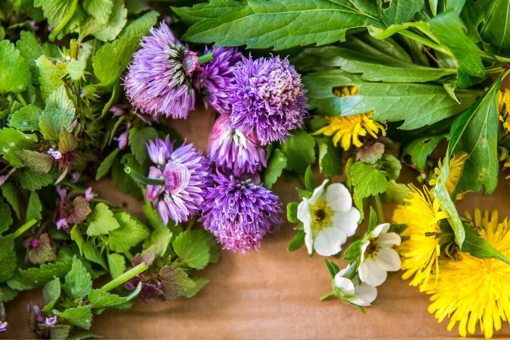 Wildcrafted Apothecary Classes | Wild Food &amp; Medicine Course