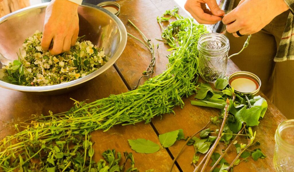 Student hands working as they trim and process plants the class foraged for use in tinctures, oxymels, and salves.