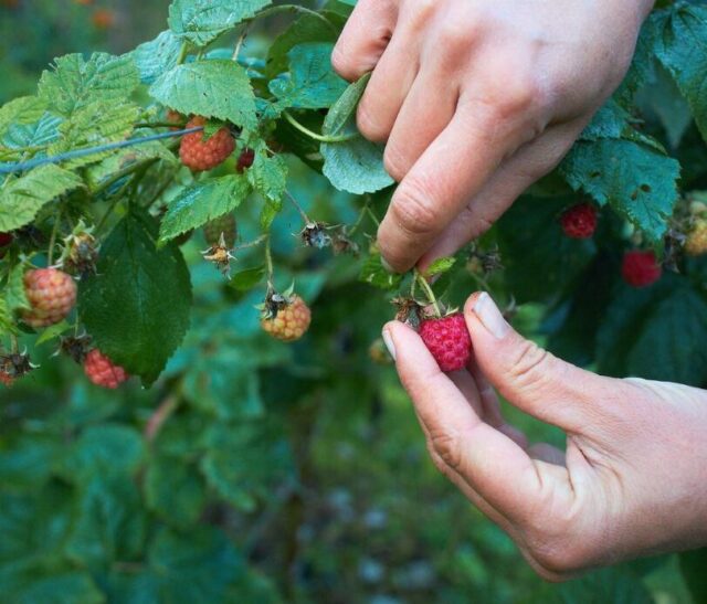 closeup of hands picking ripe raspberries in a permaculture food forest