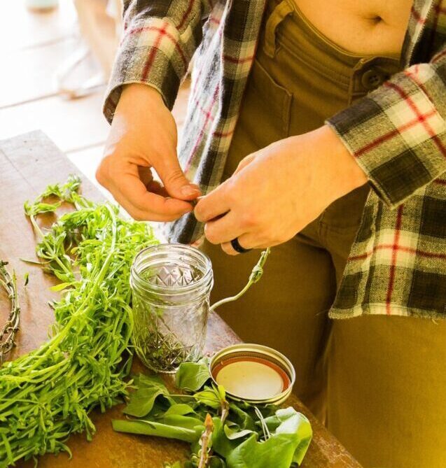 young woman preparing foraged wild medicinal plants for herbal medicine making at the wildcrafted apothecary class
