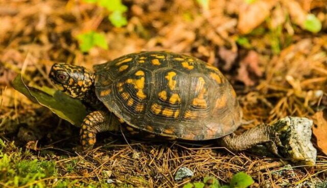 A turtle makes it's way across a forest floor