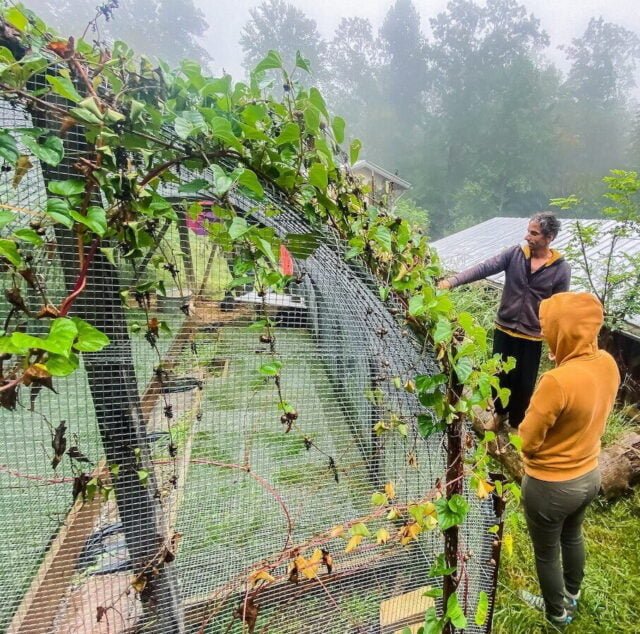 A PDC class being shown a rabbitry enclosure within a homesite's permaculture system at Earthaven Ecovillage
