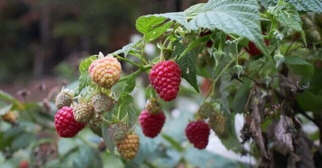 Raspberries ripening at the campus of Wild Abundance