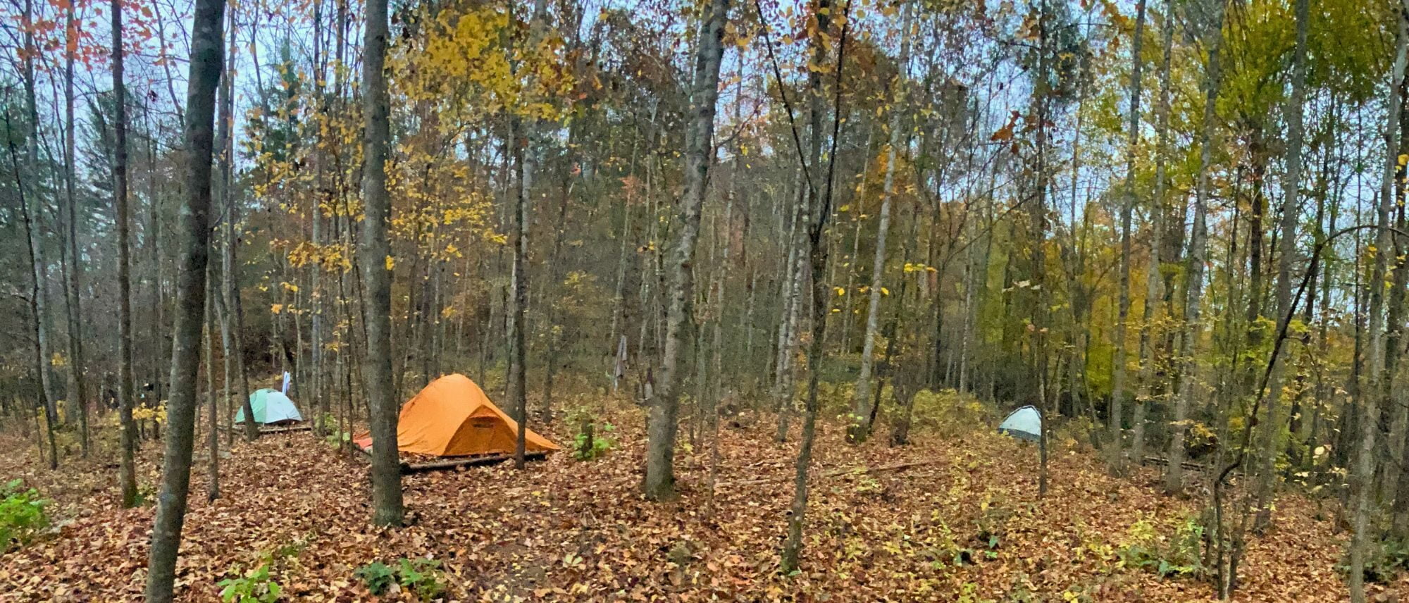 student tents on free campsites in the woods behind the Wild Abundance campus