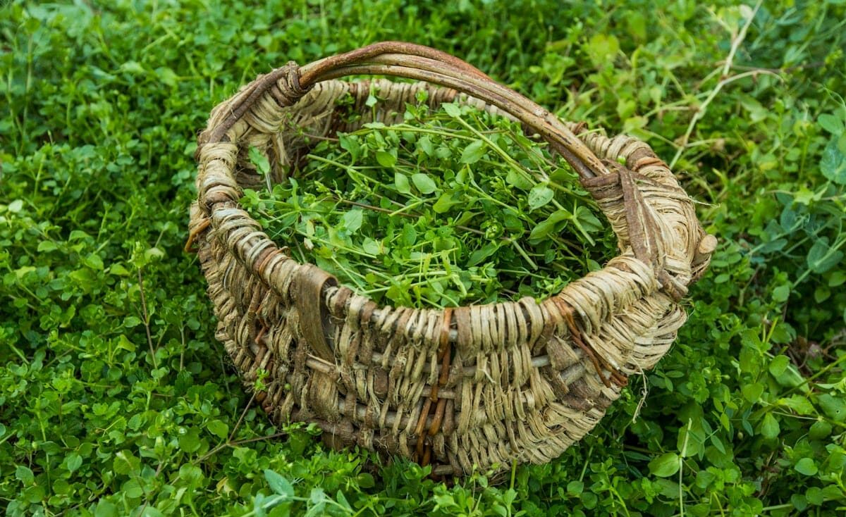 STew-9670--chickweed harvest edible weed-cover crop-SpringWildFoods A basket full of wild harvested chickweed, one of the edible weeds covered in an online foraging class from Wild Abundance