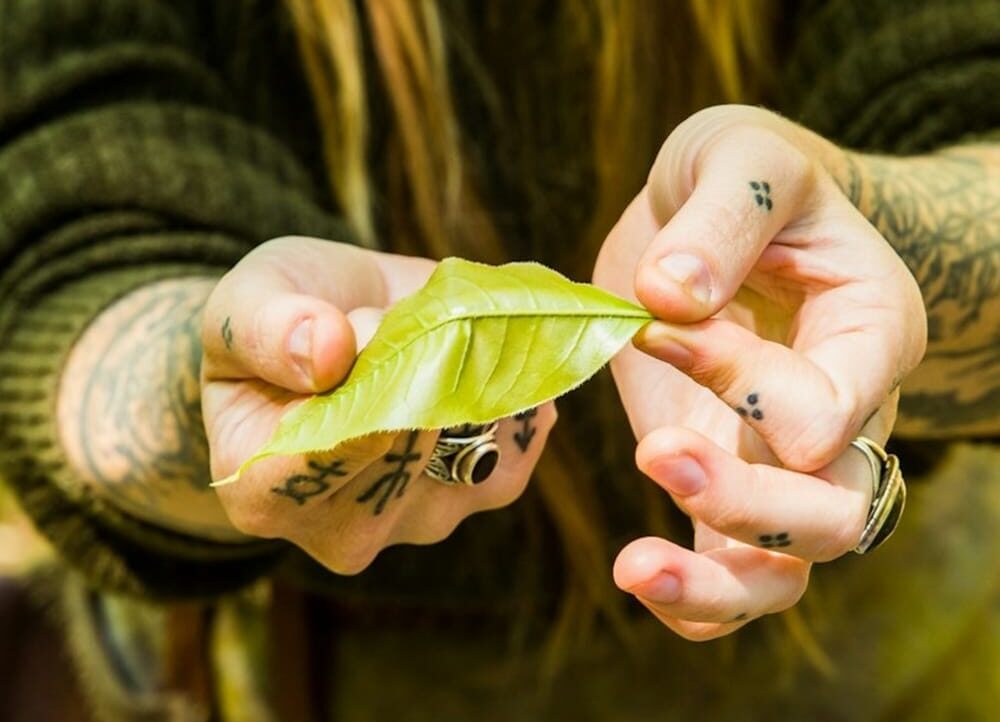 vert wildcrafted apothecary 640 wideWCM-product Instructor's hands displaying the identifying features of a leaf during a wild foods foraging tour at a Wild Abundance Wildcrafting class
