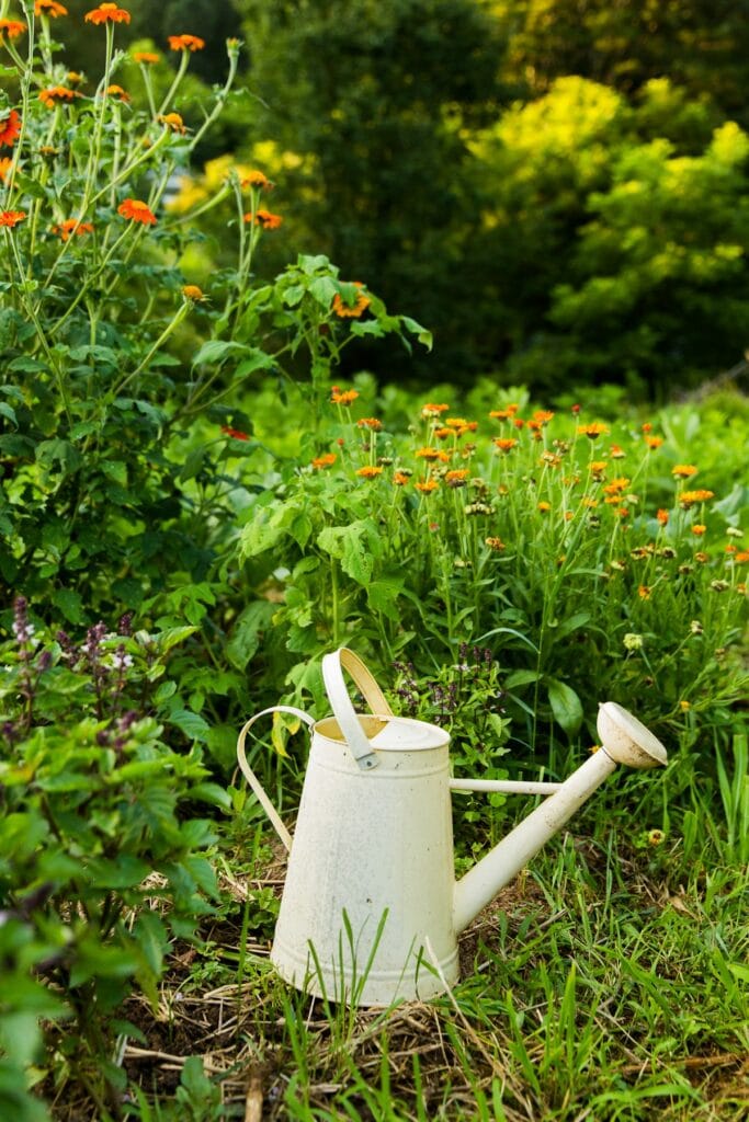 A watering can with watered down urine from a composting toilet for fertilizing a flower garden