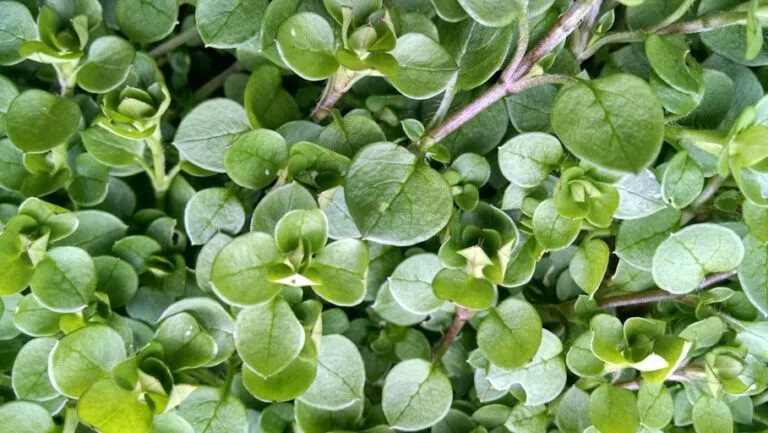 Closeup of chickweed, an edible weed students learn about in the spring wild foods online foraging class from Wild Abundance