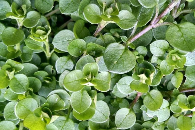Closeup of chickweed, an edible weed students learn about in the spring wild foods online foraging class from Wild Abundance