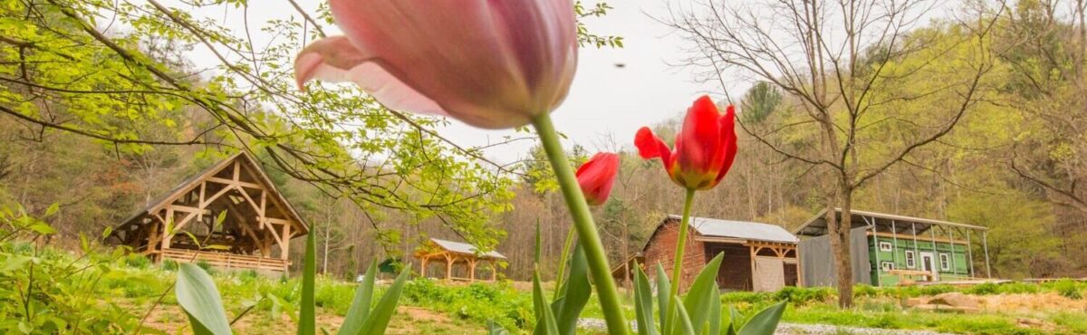 campus header paint fork flowers spring Flowers in the foreground of a wide shot of the carpentry campus of Wild Abundance at Paint Fork Road in North Carolina