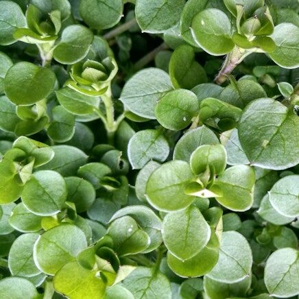 Closeup of chickweed, an edible weed students learn about in the spring wild foods online foraging class from Wild Abundance