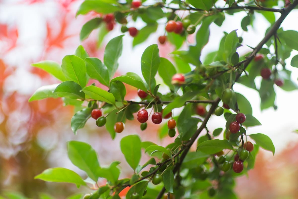 Goumi-berries-675-WA-Gardening Book-SarahTew2024--goumi berries permaculture homesteading fruit tree Goumi berries ripening on a branch at Wild Abundance's permaculture-designed campus in North Carolina