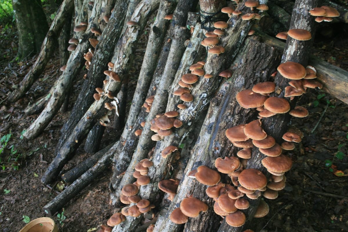 bangin shitakesmushroom logs Shitake Mushroom logs seen fruiting at Wild Abundance homesteading school