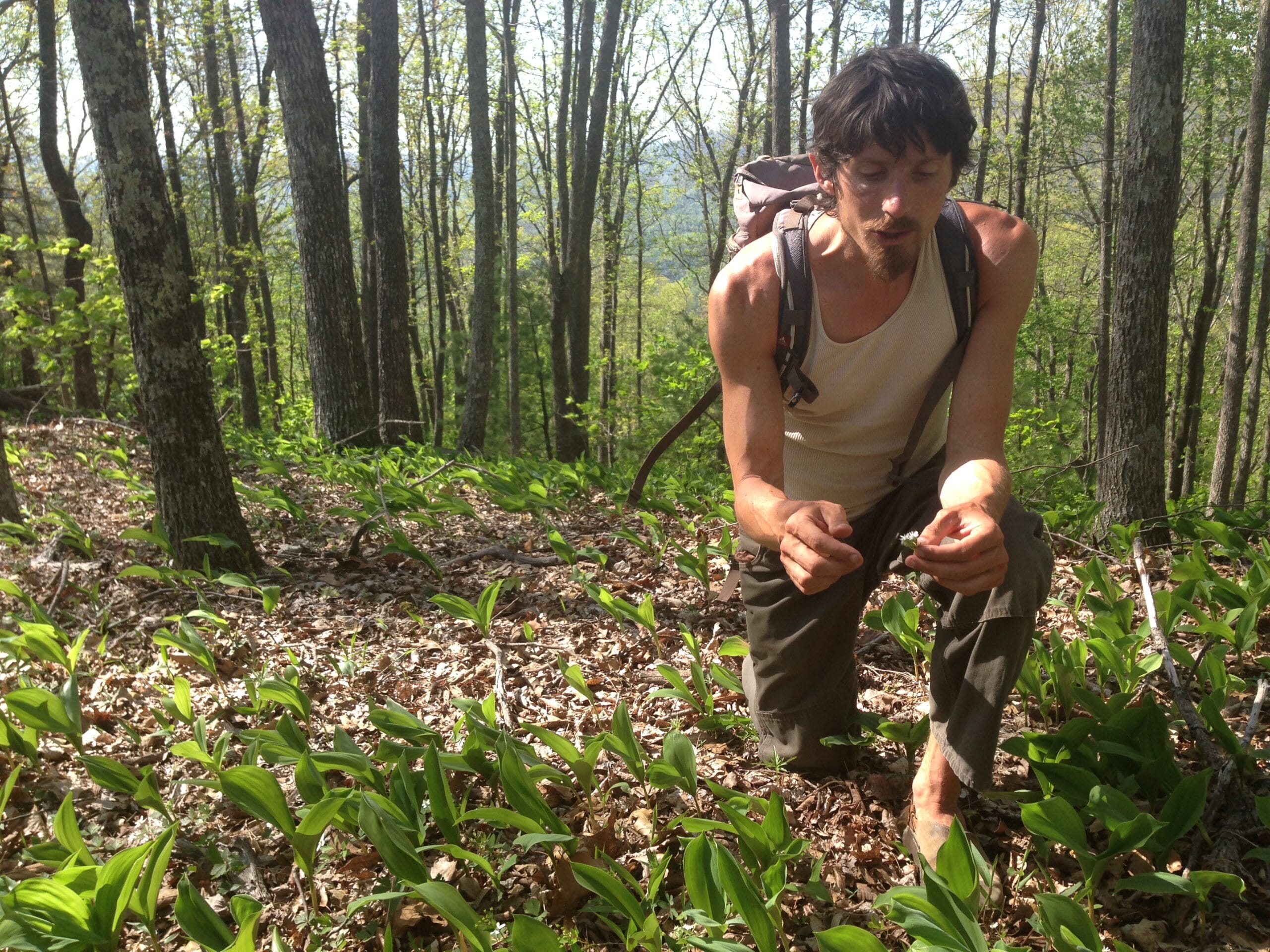 instructor pointing out a wild plant while students observe on a Wild food and medicine plant walk.