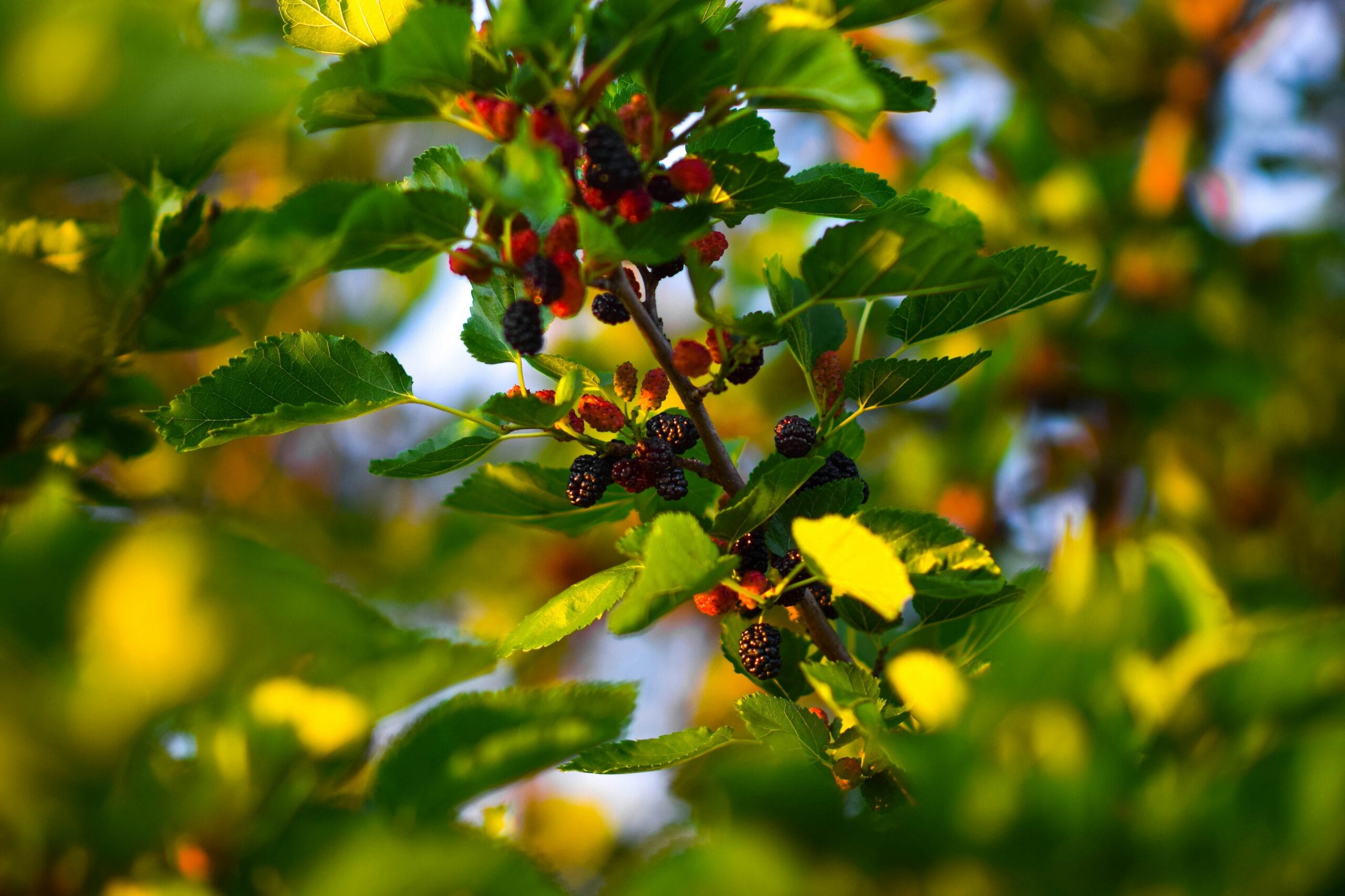 dmytro-bukhantsov-oXWN5kByryQ-unsplash