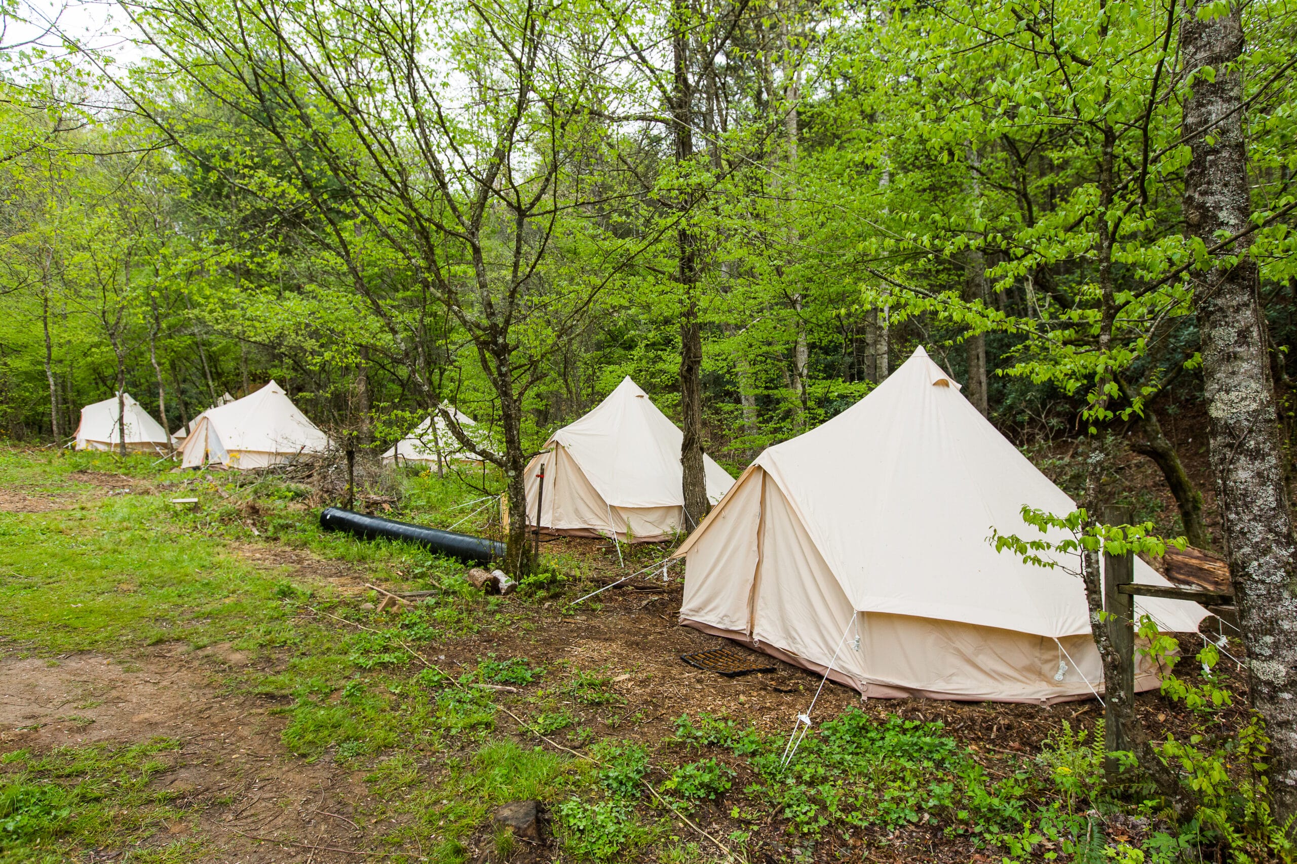 rent a tent wild abundance bell tents with cots bedding flat fee 2024 paint fork campus development-106