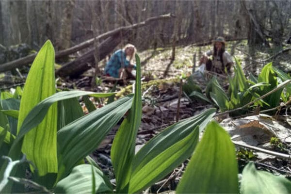 harvesting ramp (wild leeks) in appalachia is one of our April Get to do's
