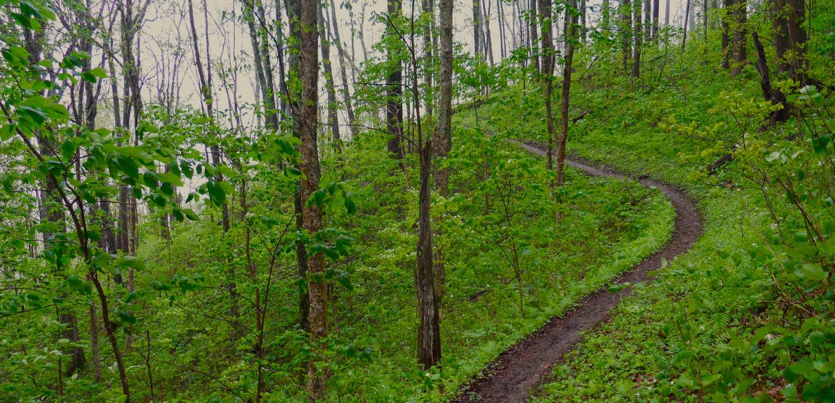 a walk in the forest during April in Appalachia to enjoy the spring ephemerals