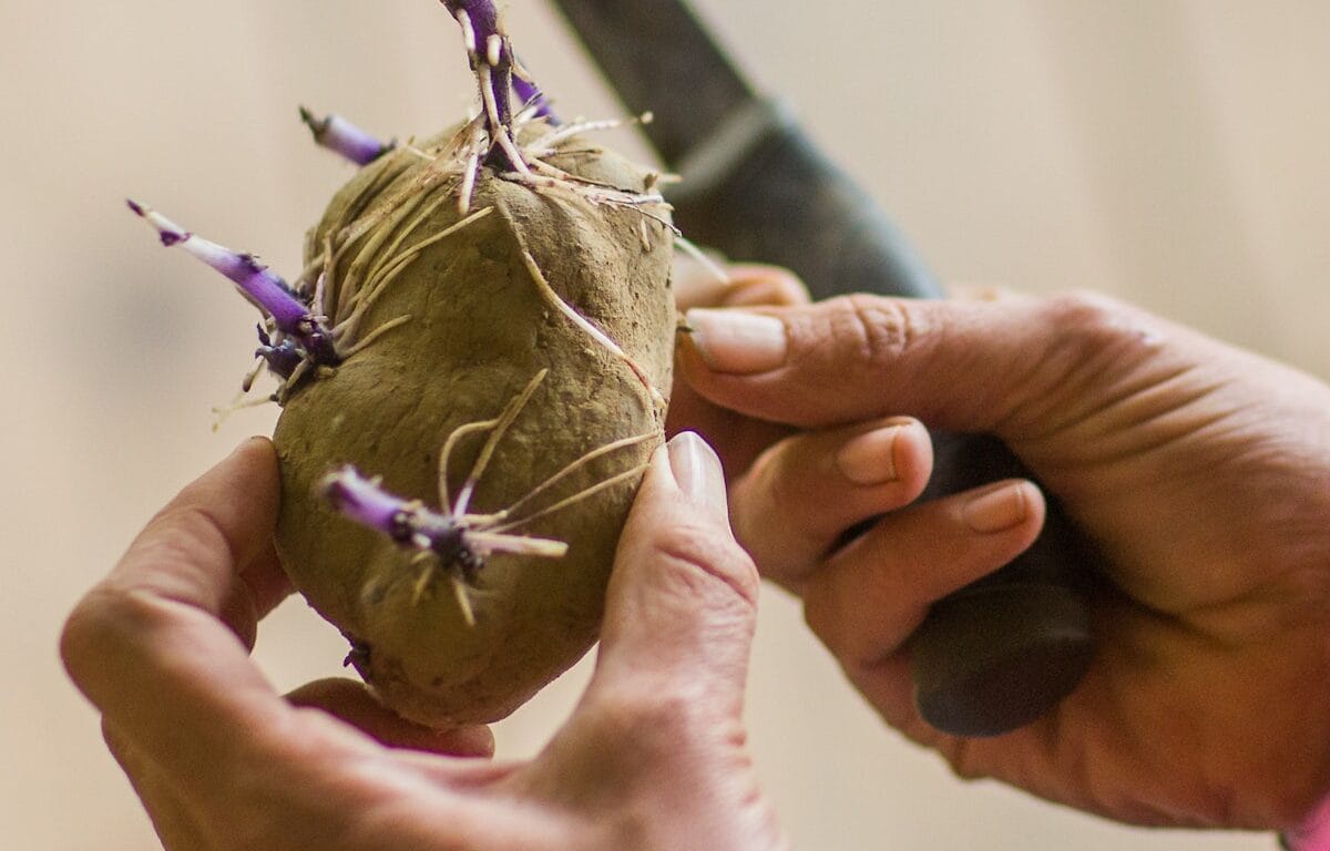 Cut up chitted seed potatoes for planting in April