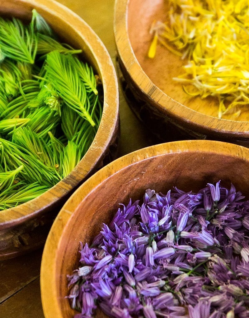 CurrentHerbs-1200wide-processing-foraged-099-Wildcrafting-Medicine-Making-Wild-Abundance-2023-©SarahTew